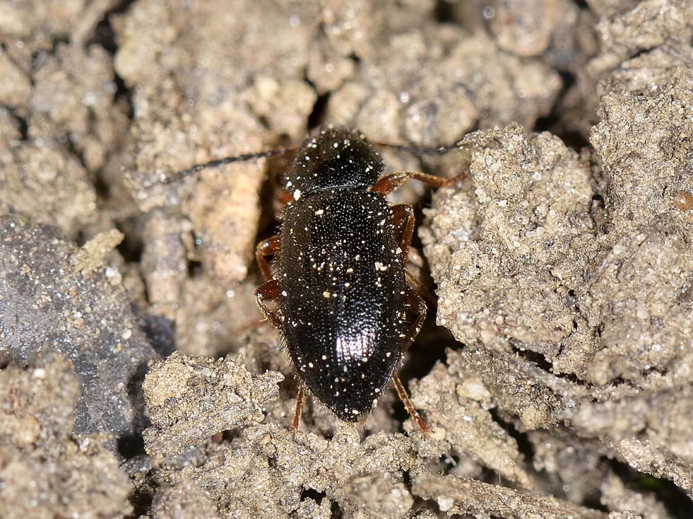 Mycetochara linearis, femmina - Tenebrionidae